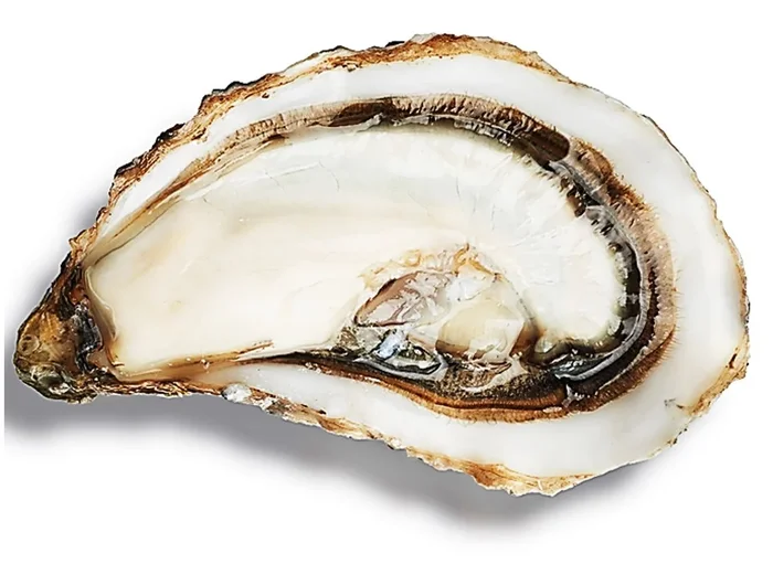 SPECIAL CLAIRE OYSTERS NO3 96PC (#122598)